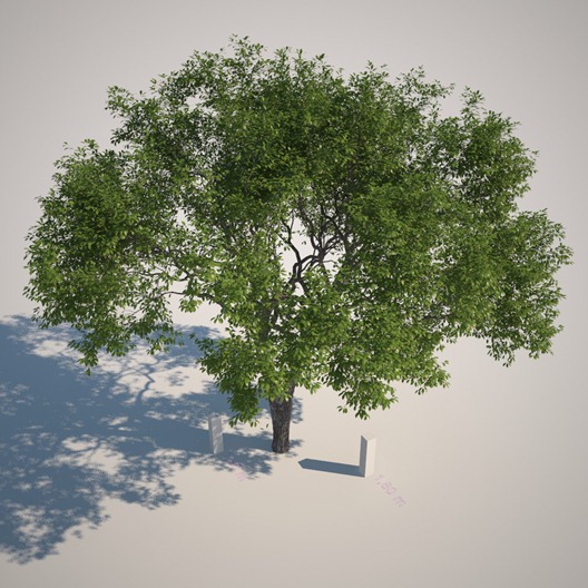 PREVIEW Tree Top